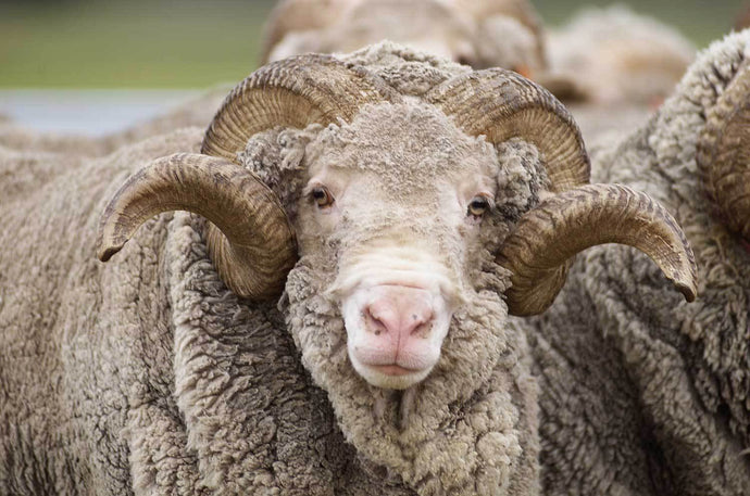 Pourquoi choisir la laine de mérinos